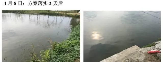 池塘倒藻后用“101+藻源素”快速肥水效果好