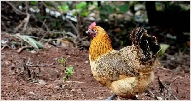 怎么提高土鸡的成活率 | 动物饲养方法