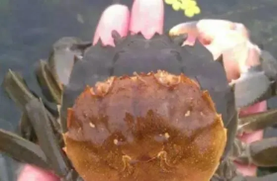 用在河蟹养殖上的补钙产品，你敢存放一年吗？