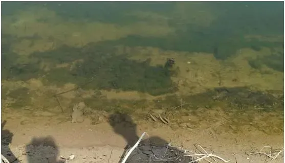 山东微山湖地区顽固性青苔该如何防治
