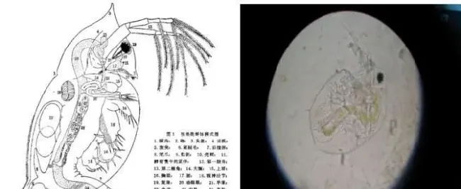 河蟹塘里两种常见虫类科普