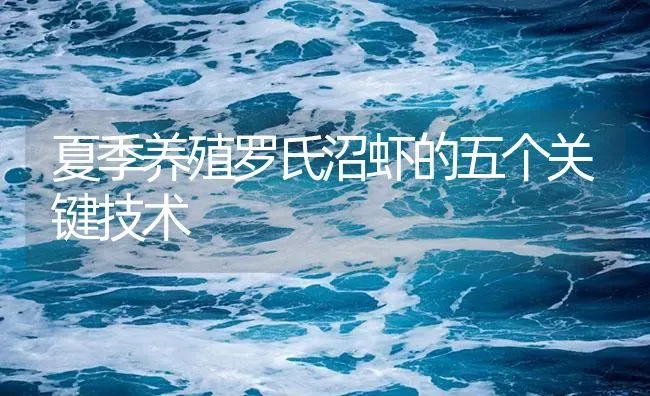 夏季养殖罗氏沼虾的五个关键技术 | 海水养殖