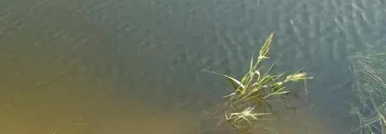河蟹养殖水草养护——不良水质