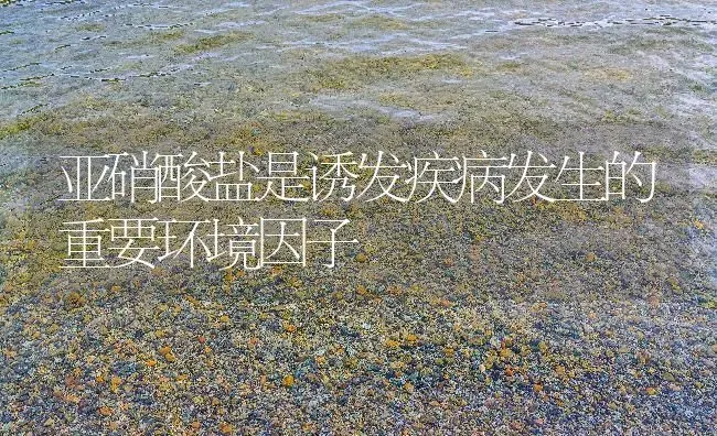亚硝酸盐是诱发疾病发生的重要环境因子 | 动物养殖百科