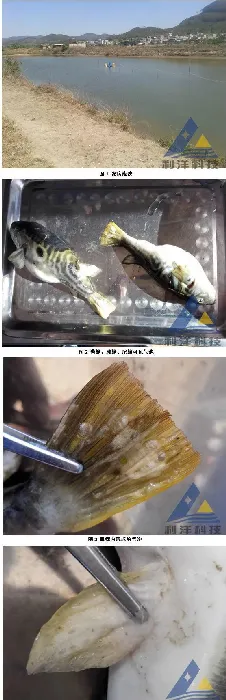 雨后天晴河魨发生气泡病、死亡一例