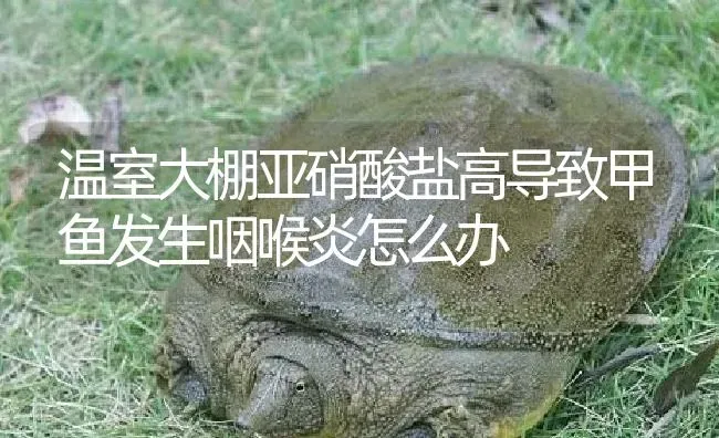 温室大棚亚硝酸盐高导致甲鱼发生咽喉炎怎么办 | 淡水养殖