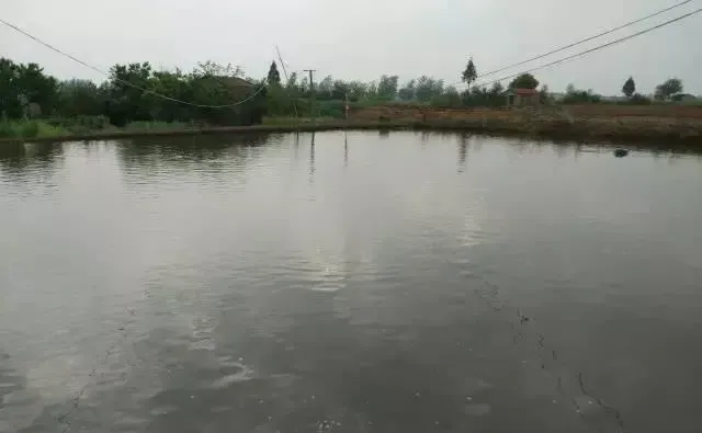 草鱼苗花鲢苗“翘尾巴”处理案例