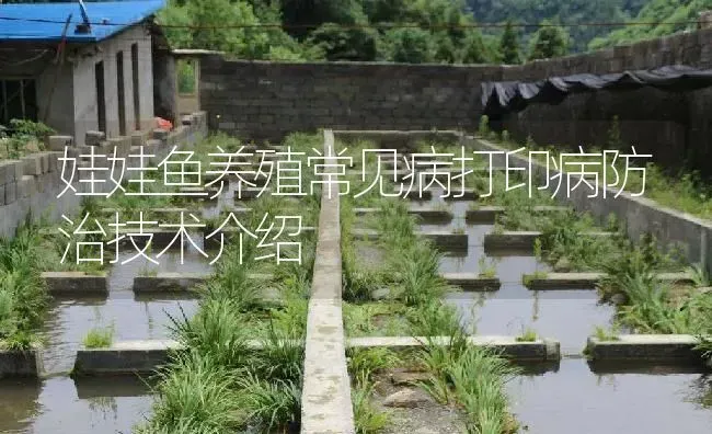 娃娃鱼养殖常见病打印病防治技术介绍 | 淡水养殖