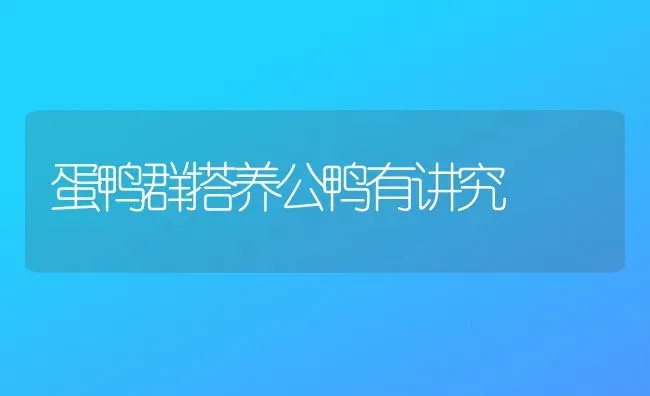 蛋鸭群搭养公鸭有讲究 | 家禽养殖