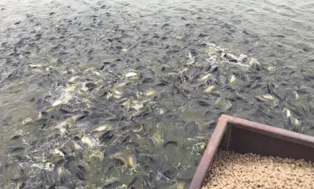 七月份摄食异常是大宗淡水鱼养殖常见问题