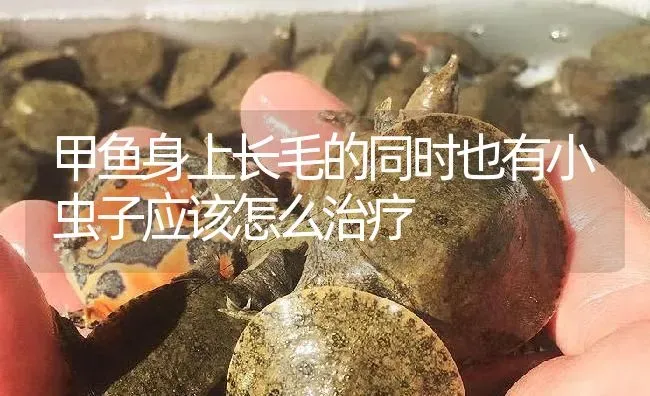 甲鱼身上长毛的同时也有小虫子应该怎么治疗 | 淡水养殖