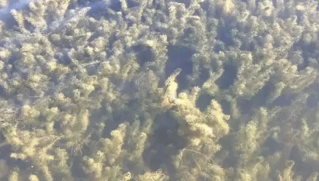 梅雨季节河蟹塘如何安全度过高温暴雨天气？