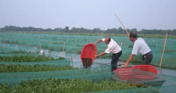 湖南地区草鱼肝胆综合症治疗案例