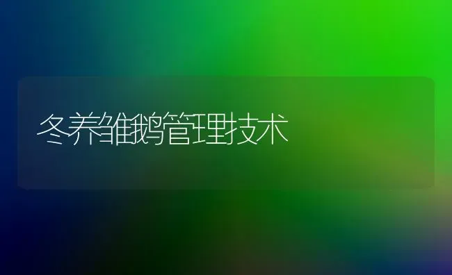 冬养雏鹅管理技术 | 家禽养殖