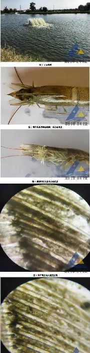 [每周一例]池塘总硬度高引起南美白对虾“长毛”