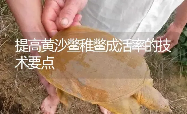 提高黄沙鳖稚鳖成活率的技术要点 | 淡水养殖