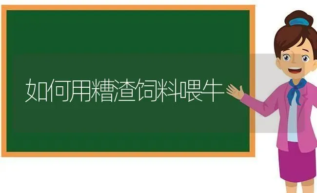 如何用糟渣饲料喂牛 | 动物养殖饲料