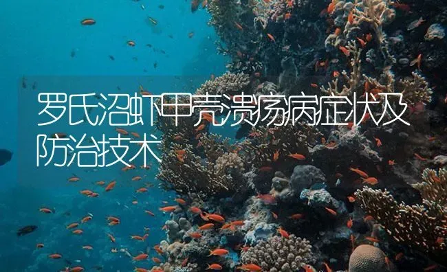 罗氏沼虾甲壳溃疡病症状及防治技术 | 海水养殖