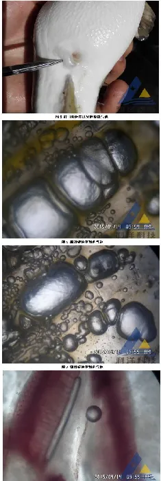 雨后天晴河魨发生气泡病、死亡一例