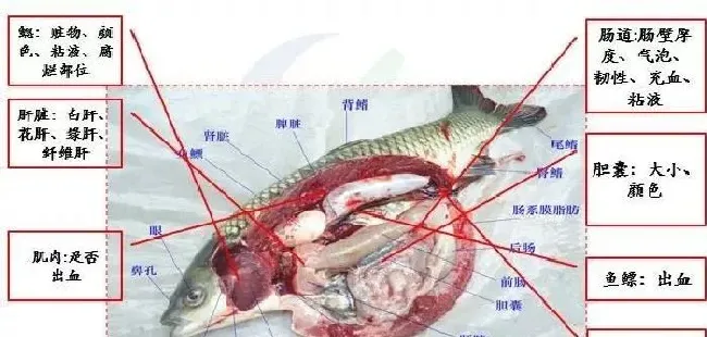 饲料、底泥、水质与水产病害的防控关系