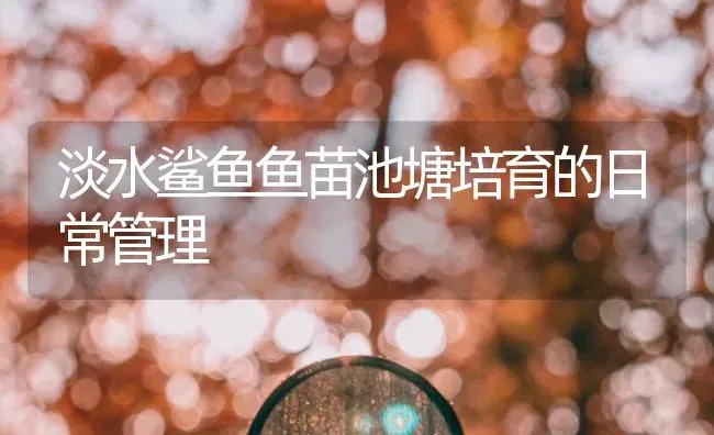 淡水鲨鱼鱼苗池塘培育的日常管理 | 特种养殖