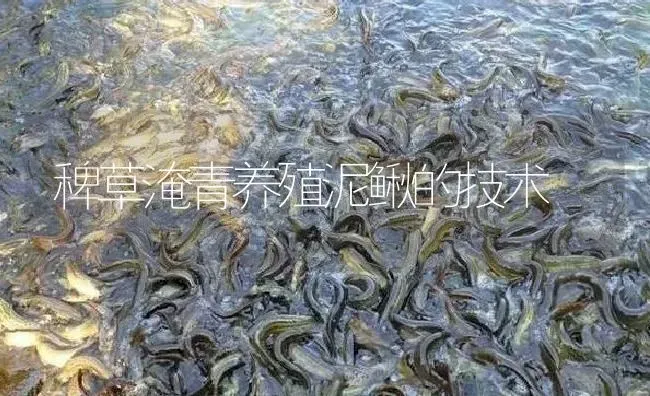 稗草淹青养殖泥鳅的技术 | 淡水养殖