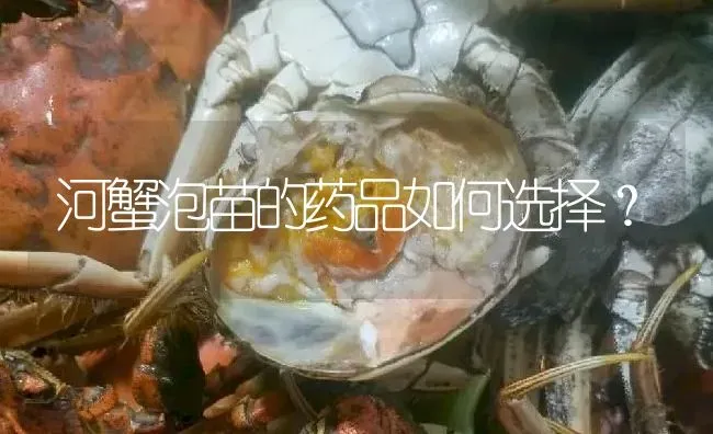 河蟹泡苗的药品如何选择？ | 养殖病虫害防治