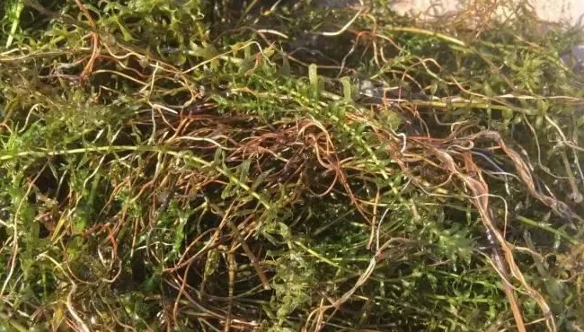 梅雨季节河蟹塘如何安全度过高温暴雨天气？