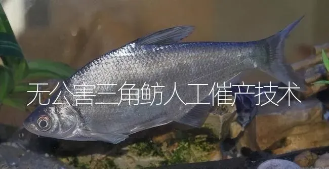 无公害三角鲂人工催产技术 | 淡水养殖