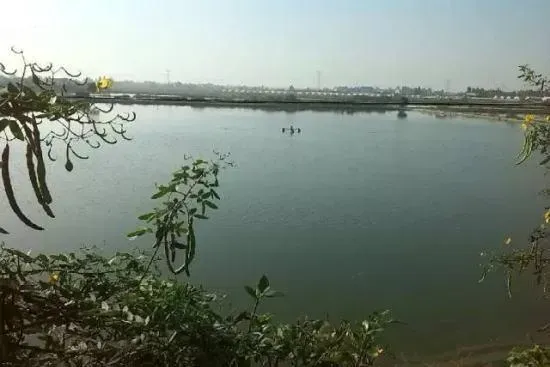 水博士在池塘解毒调水稳水三方面的效果展示
