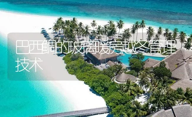 巴西鲷的玻璃暖房越冬管理技术 | 海水养殖