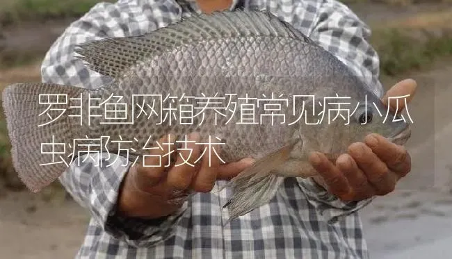 罗非鱼网箱养殖常见病小瓜虫病防治技术 | 淡水养殖