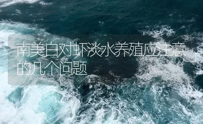 南美白对虾淡水养殖应注意的几个问题 | 海水养殖