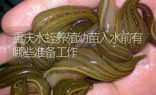 重庆水蛭养殖幼苗入水前有哪些准备工作 | 特种养殖