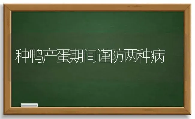 种鸭产蛋期间谨防两种病 | 家禽养殖