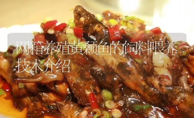 网箱养殖黄颡鱼的饲料喂养技术介绍 | 淡水养殖