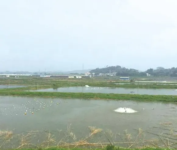 鳜鱼病害频繁发生，“生态基”养鳜鱼新模式应运而生