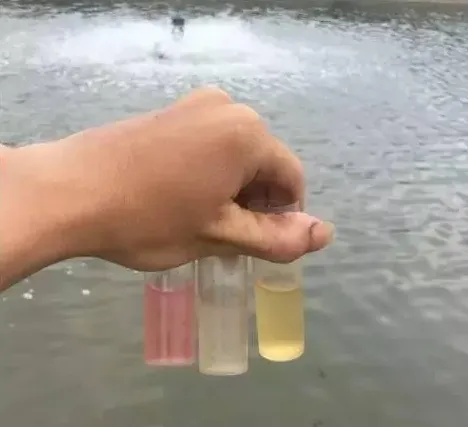 水产养殖过程中引起亚硝酸盐偏高的四个主要原因