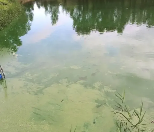 七月份摄食异常是大宗淡水鱼养殖常见问题