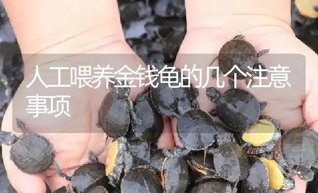 人工喂养金钱龟的几个注意事项 | 淡水养殖