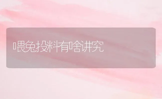喂兔投料有啥讲究 | 家畜养殖