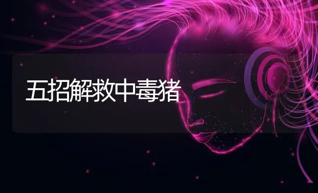 五招解救中毒猪 | 家畜养殖