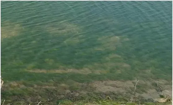 山东微山湖地区顽固性青苔该如何防治