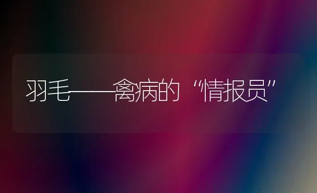 羽毛——禽病的“情报员” | 家禽养殖