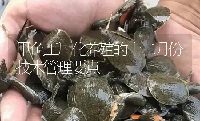 甲鱼工厂化养殖的十二月份技术管理要点 | 淡水养殖