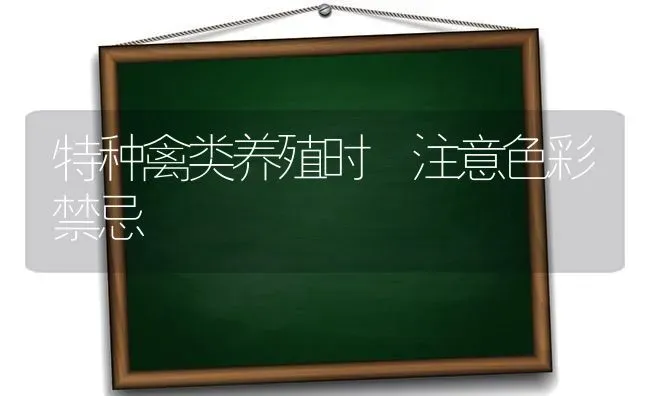 特种禽类养殖时 注意色彩禁忌 | 家禽养殖