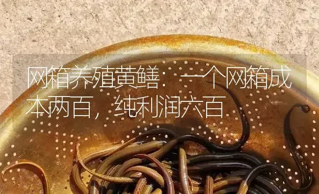 网箱养殖黄鳝：一个网箱成本两百，纯利润六百 | 淡水养殖