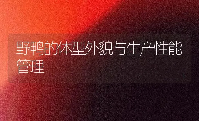 野鸭的体型外貌与生产性能管理 | 家禽养殖