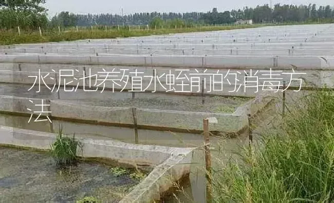 水泥池养殖水蛭前的消毒方法 | 特种养殖