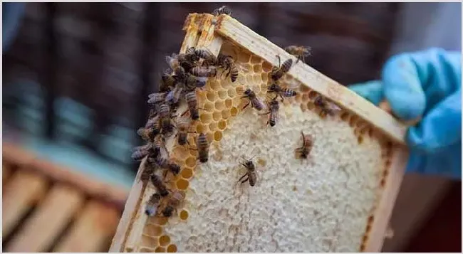 双王群会不会导致分蜂？ | 动物饲养方法